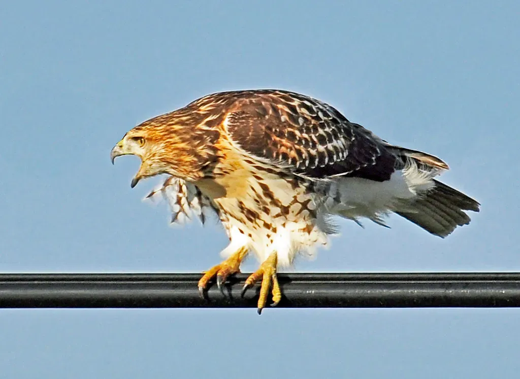 #11. They Are Masters of Thermal Soaring (AcrylicArtist, Flickr, CC BY 2.0)
