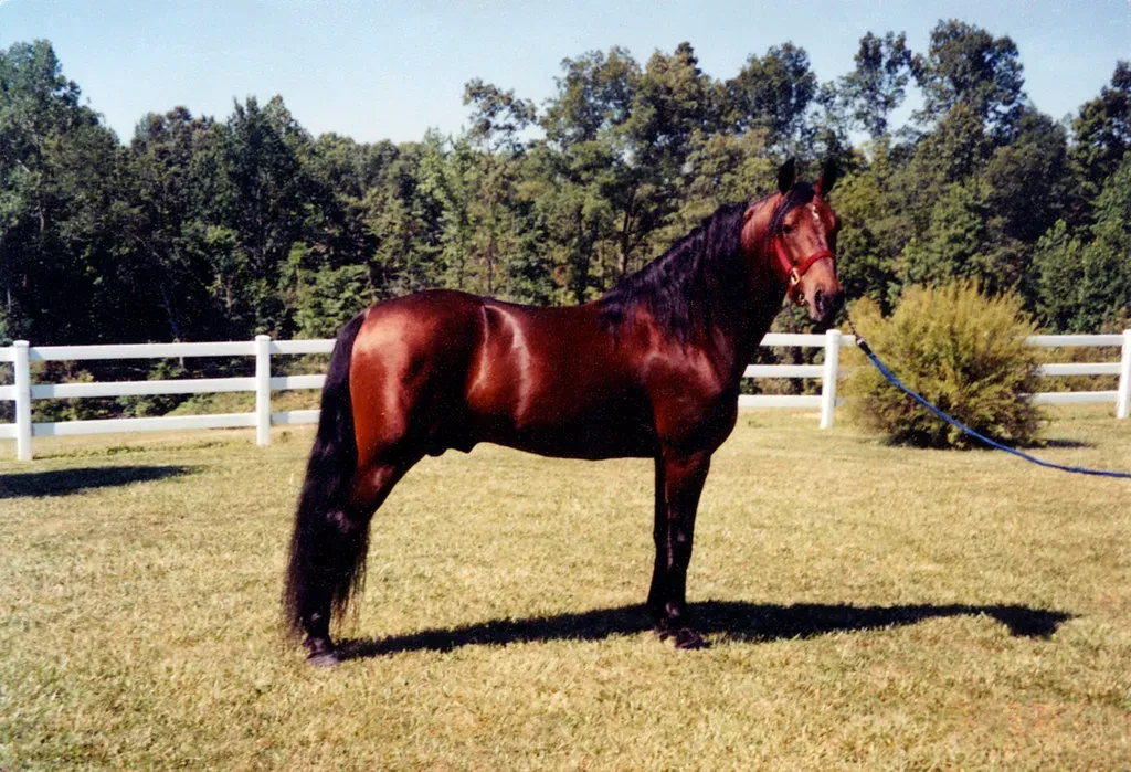 November: The Graceful Missouri Fox Trotter (Image Credits: Flickr)