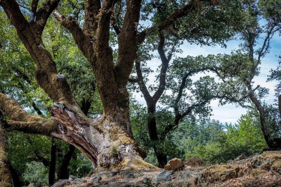 #14 - Old, Mature Trees Are Simply Irreplaceable (Image Credits: Pexels)