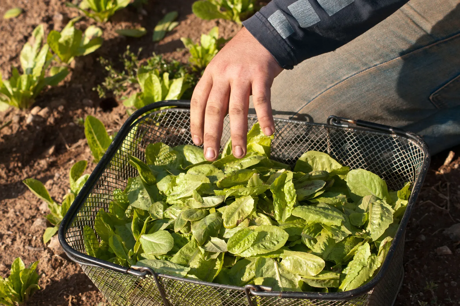#15 - French Sorrel (20110506-RD-LSC-0203, Public domain)