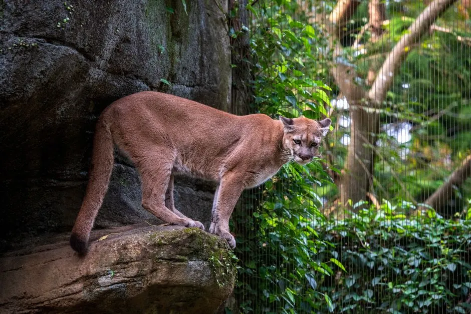 #2 A bold experiment brought Texas cougars to Florida in 1995 (Image Credits: Pexels)