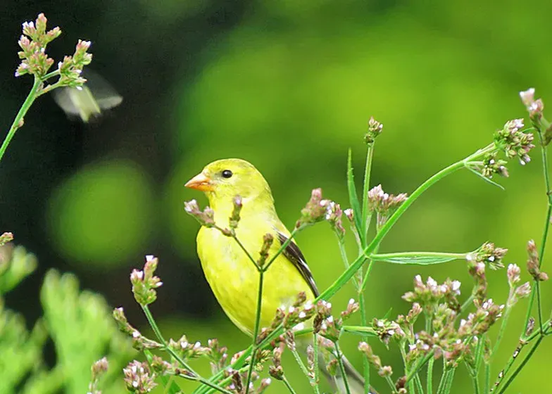 #1. They Are Among the Latest-Nesting Songbirds in North America (611catbirds, too, Flickr, CC BY 2.0)
