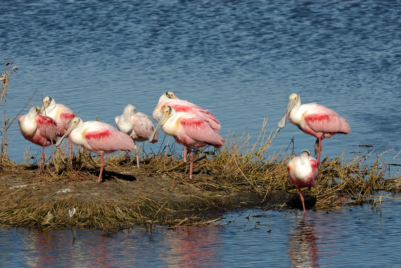 J.N. “Ding” Darling National Wildlife Refuge: Gulf Coast Wader Heaven (By Hans Stieglitz, CC BY-SA 3.0)
