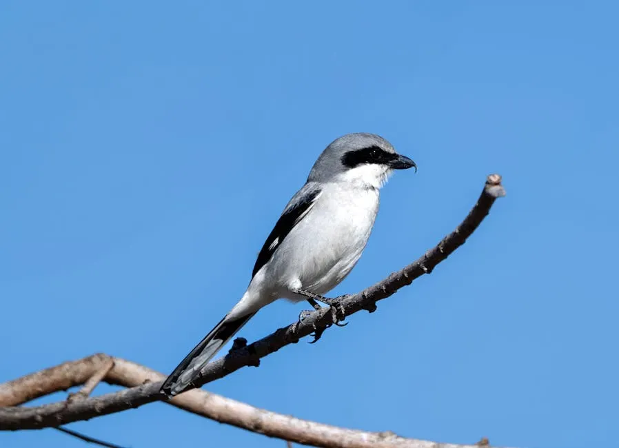 11. Shrikes Impale Their Prey Like a Butcher (Image Credits: Pexels)