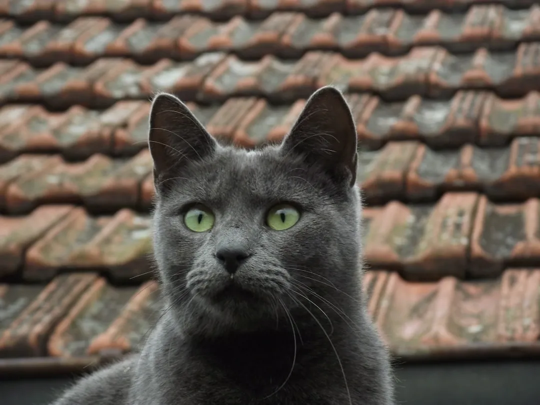 #23 - Russian Blue (Image Credits: Unsplash)