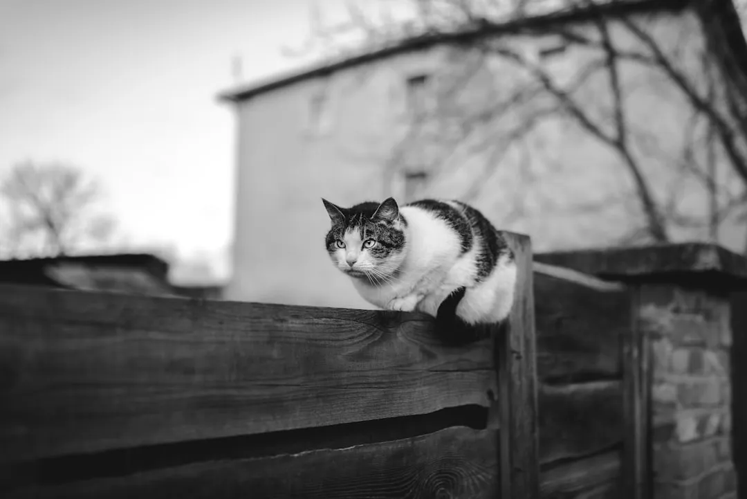 #13 - Stray Cats Have Learned to Avoid Your Property Entirely (Image Credits: Unsplash)