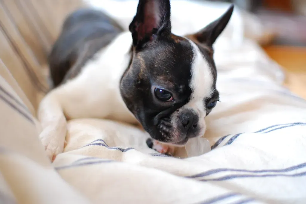 10. Boston Terrier: The Gentleman of the Dog World (sendaiblog, Flickr, CC BY 2.0)