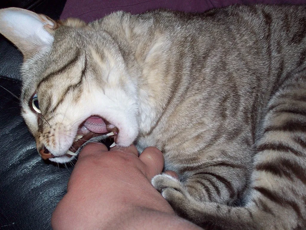 #11 - "Random" Bites Mid-Cuddle Are Rarely Random (kniemla, Flickr, CC BY-SA 2.0)
