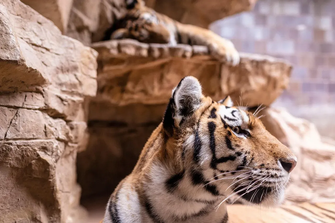 The World Is Still Wild - Go See It (Image Credits: Pixabay)