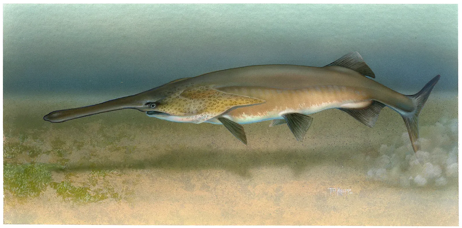 11. Missouri River: Paddlefish Roam Free Again (US Fish and Wildlife Service, item WO-ART-51-CDKnepp1, Public domain)