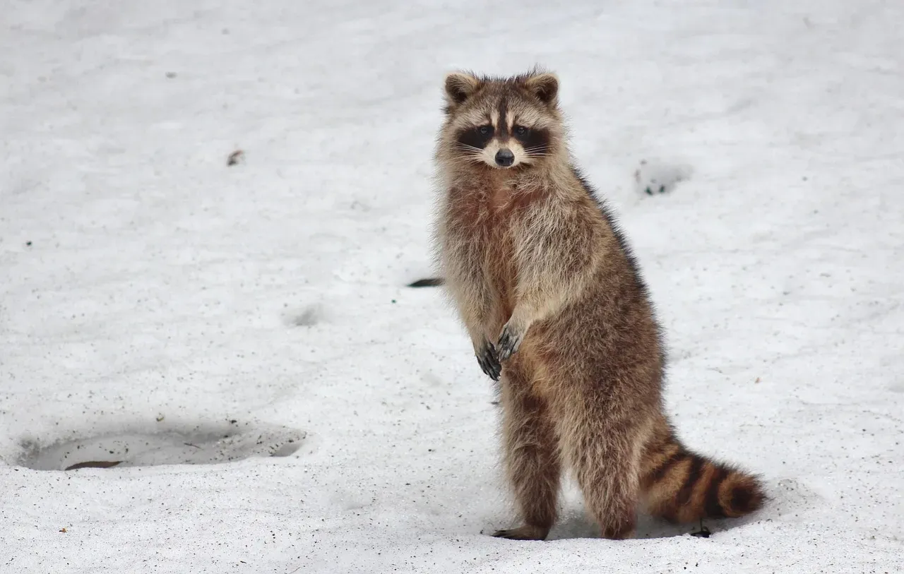 Minnesota: Cold Climate Champions (Image Credits: Pixabay)