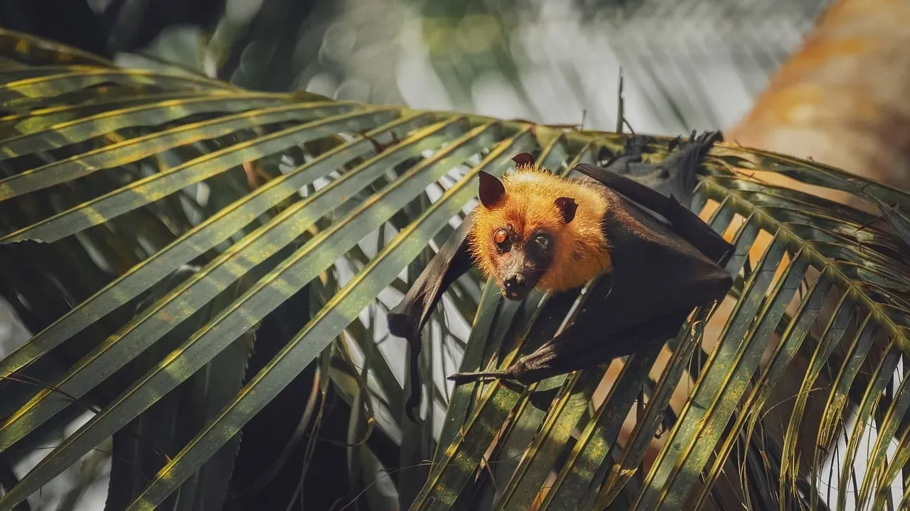 Conclusion: A Creature Worth A Second Look (Image Credits: Pixabay)
