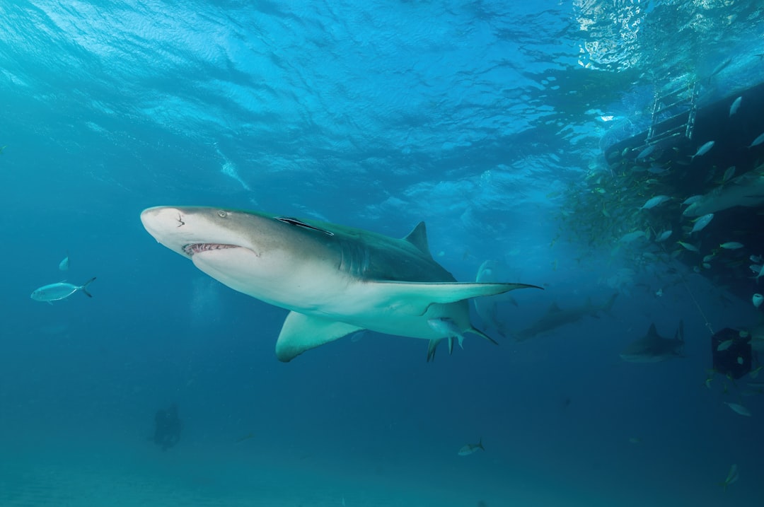 Not the Great White Giant We Imagined (Image Credits: Unsplash)