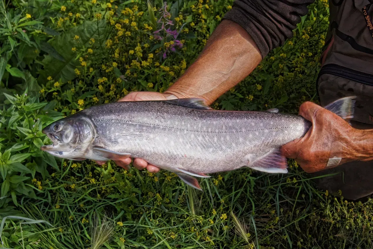 Alaska: The Last Frontier of Fish Diversity (Image Credits: Pixabay)