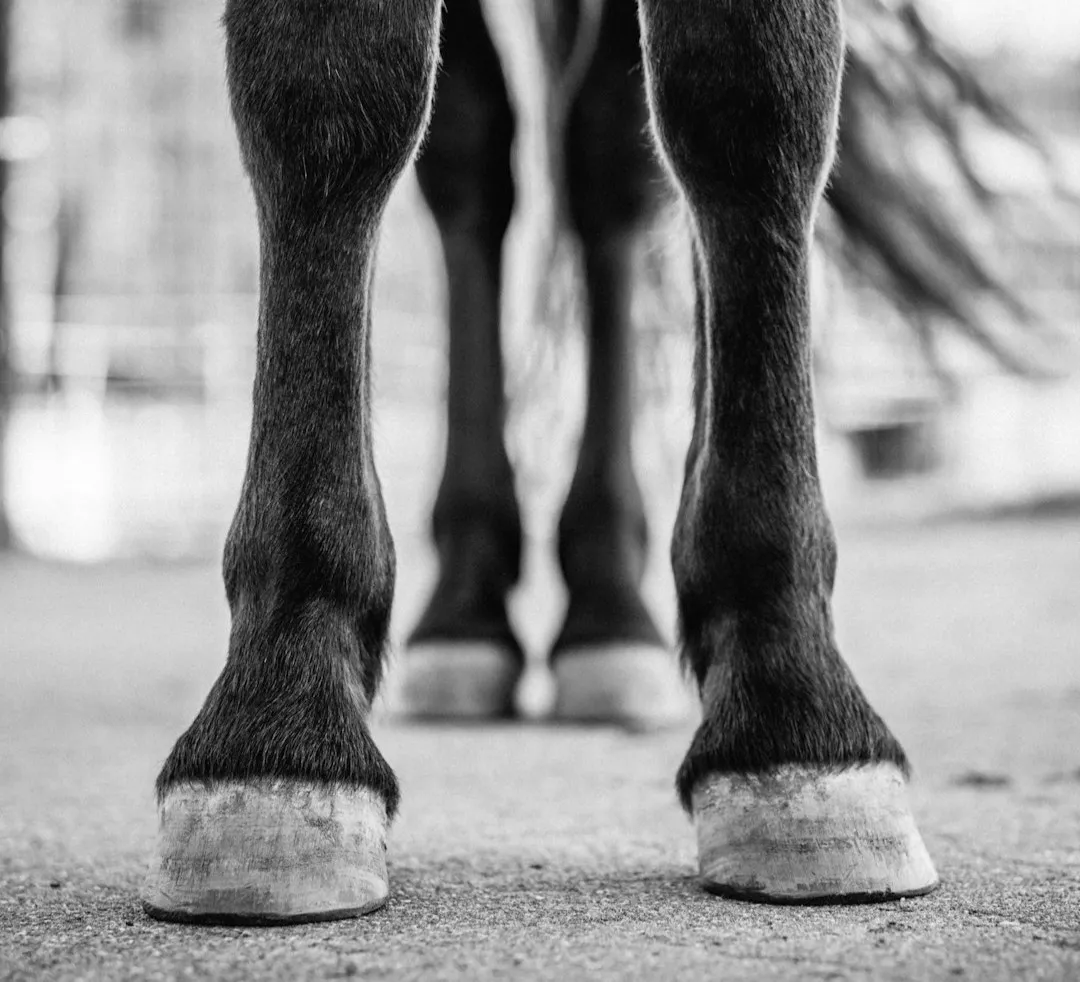 #7 - Minor Hoof Changes You Only Notice In Old Photos (Image Credits: Unsplash)