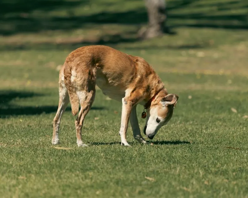 #10 - More Smell-Based Enrichment (And Less Obsession With Toys) (Image Credits: Pexels)