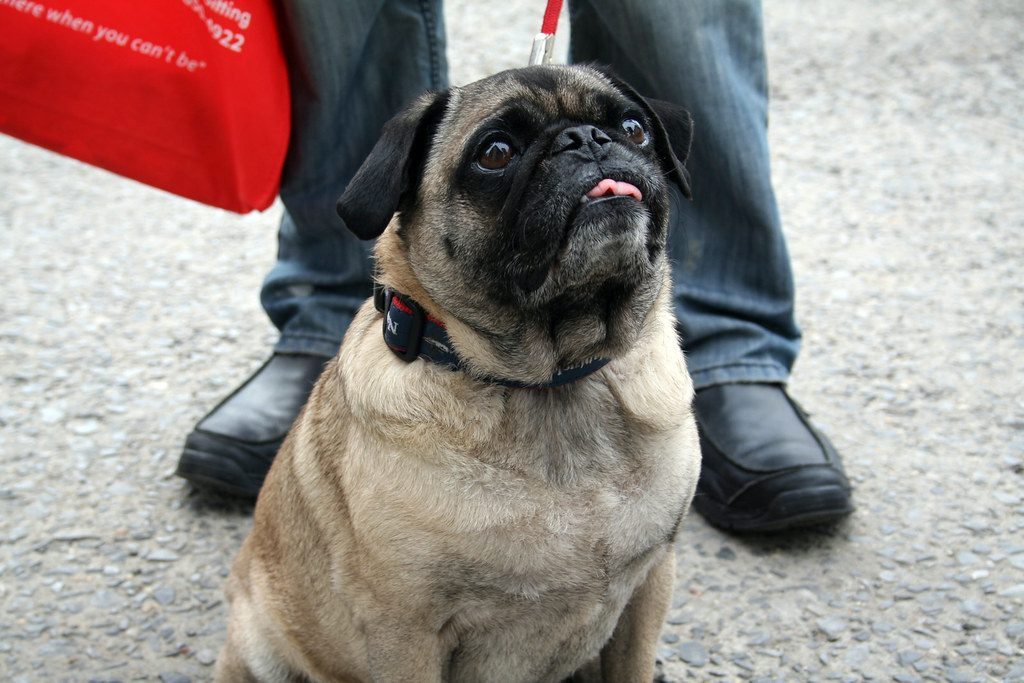 Overfeeding and Weight Management Failures (Image Credits: Flickr)