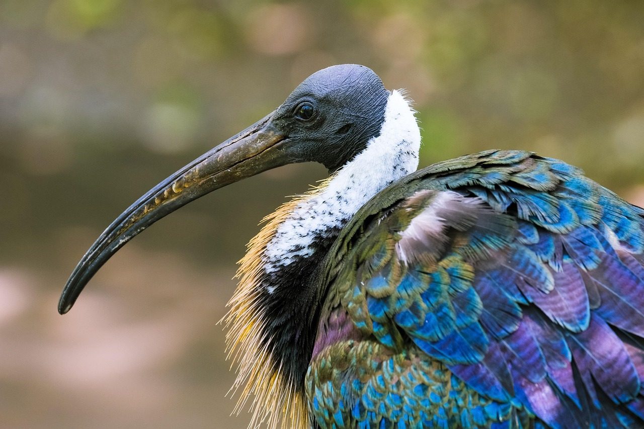 Birds of Wisdom: The Ibis and Thoth (Image Credits: Pixabay)