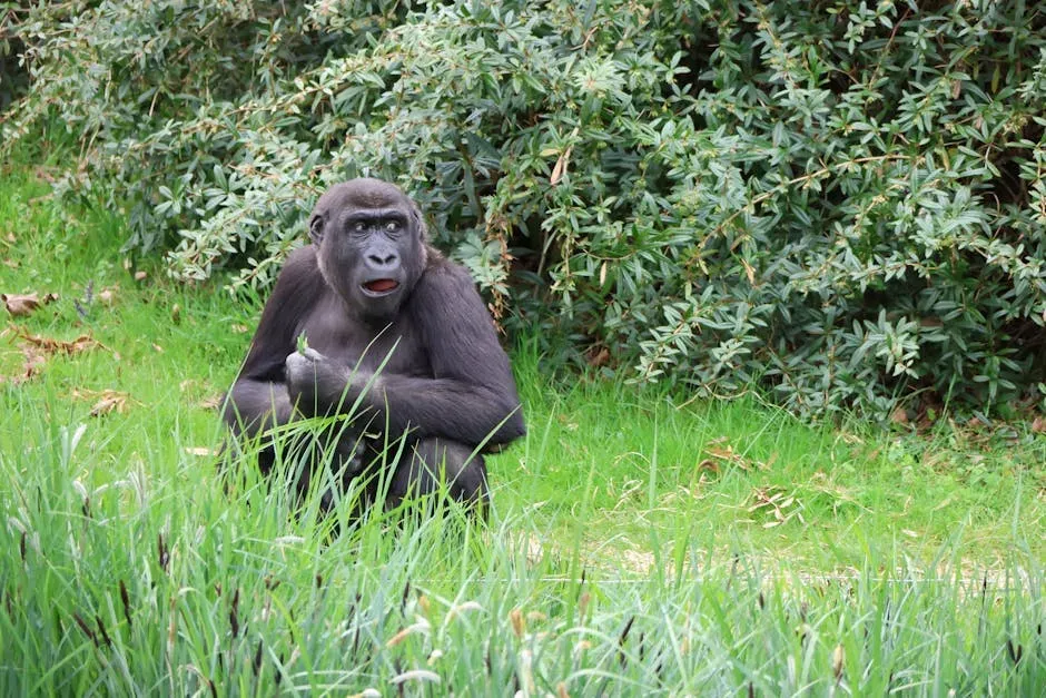 Gorillas Sing While Eating (Image Credits: Pexels)