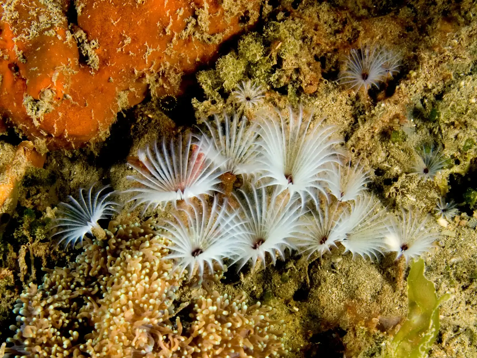 10. Tubeworms: Creatures That Eat Poison for Breakfast (By Nhobgood Nick Hobgood, CC BY-SA 3.0)