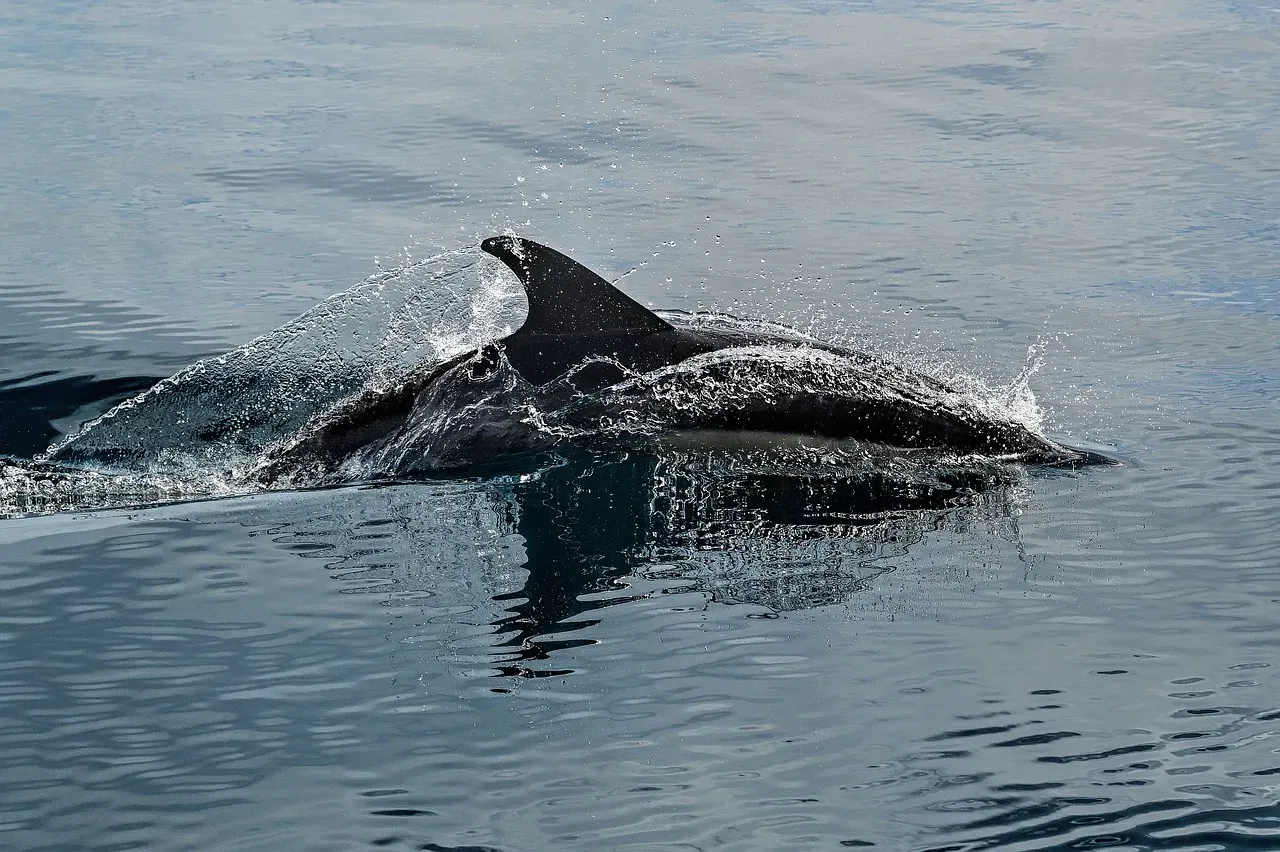 Bats and Dolphins Hunt With Sound Waves Like Living Sonar Systems (Image Credits: Pixabay)