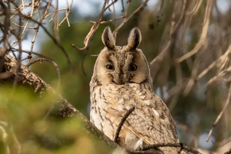 #8 Scorpio (October 23 &ndash; November 21): The Long-eared Owl (Image Credits: Pexels)