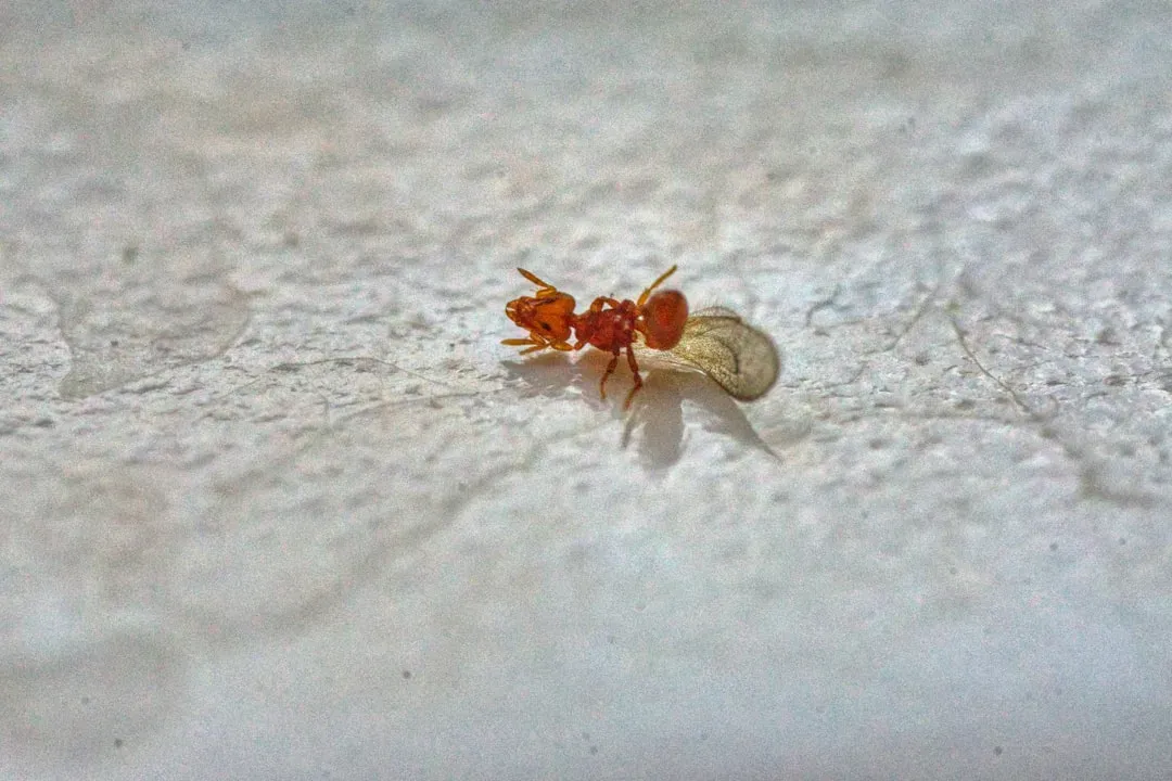 White Vinegar: The Kitchen Staple That Ants Absolutely Hate (Image Credits: Unsplash)