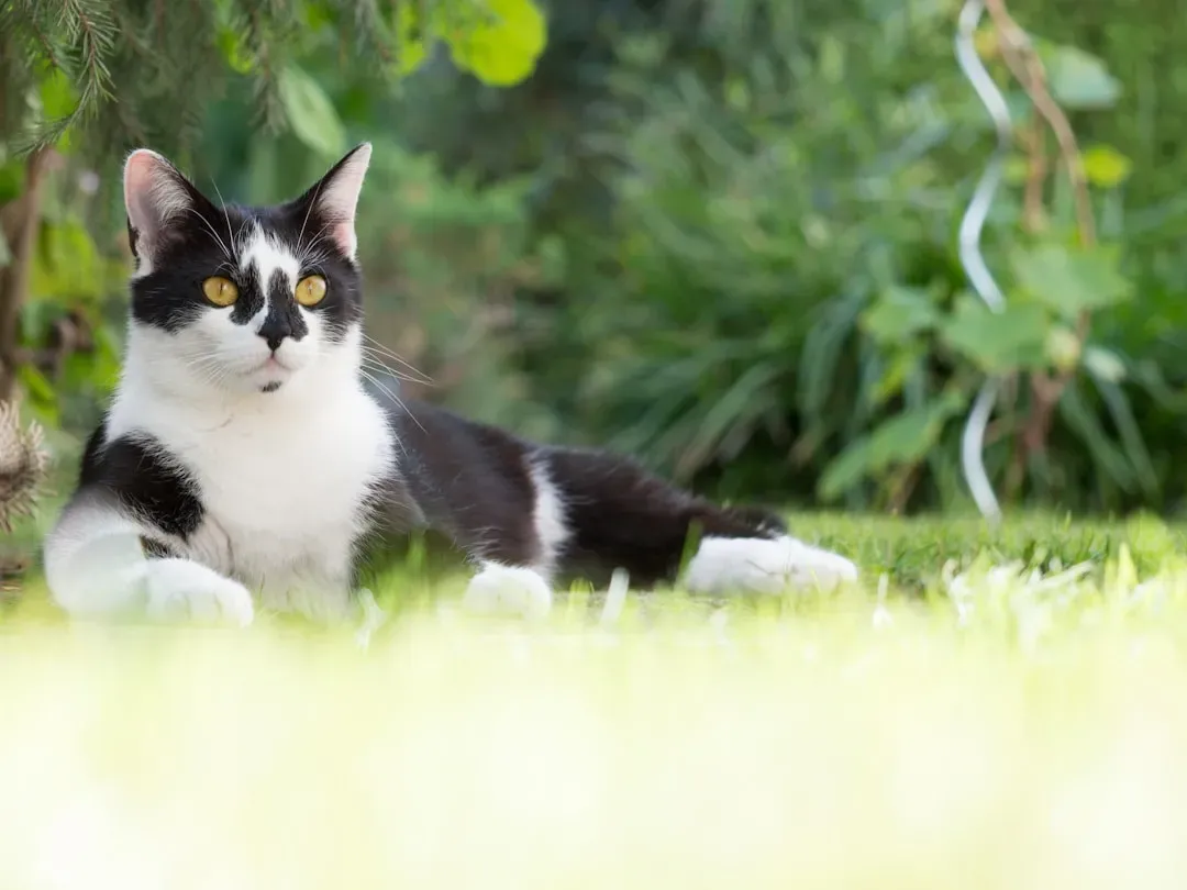 8. Kittens Learn Through Watching, Not Just Doing (Image Credits: Unsplash)