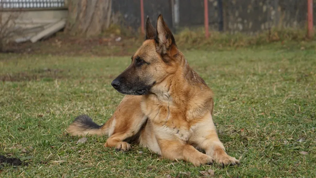 German Shepherd (With Proper Care): A Tale of Two Outcomes (Image Credits: Unsplash)