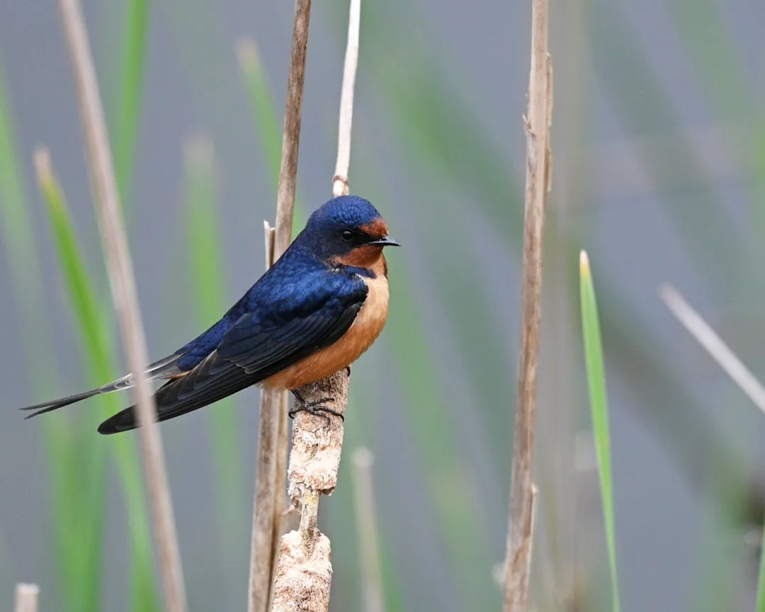 #13 - Barn Swallows No Longer Wheel Over Barns in Huge Numbers (Image Credits: Unsplash)