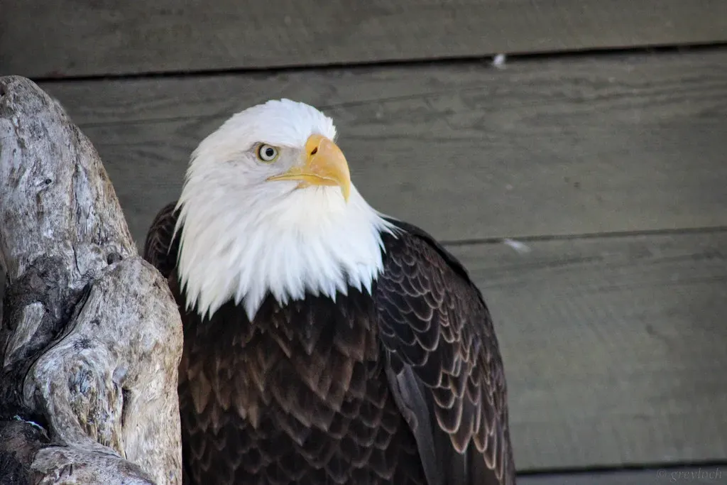 1. Alaska: The Undisputed Eagle Capital of America (greyloch, Flickr, CC BY-SA 2.0)