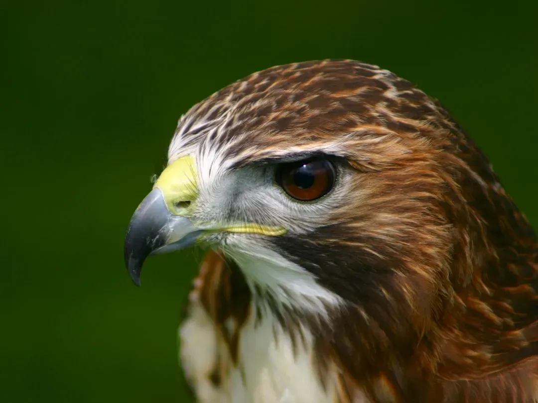 Aries (March 21 &ndash; April 19): The Hawk (Image Credits: Unsplash)