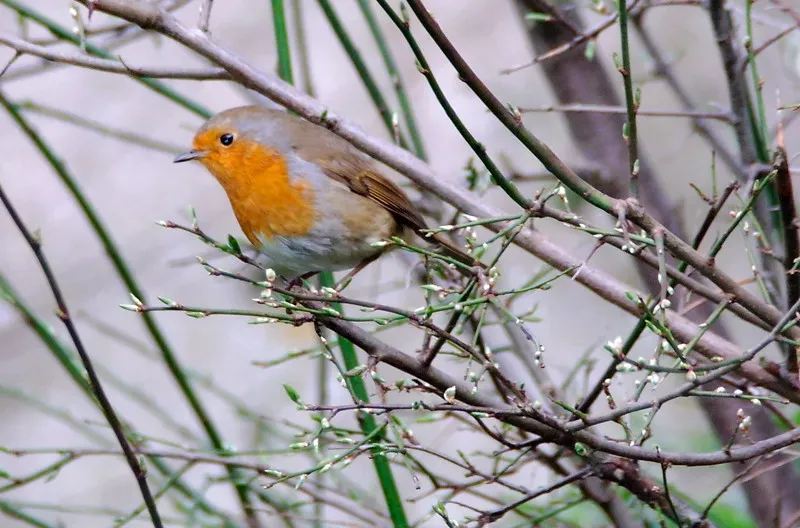 Embracing the Unexpected Gifts of Nature (antaean, Flickr, CC BY 2.0)