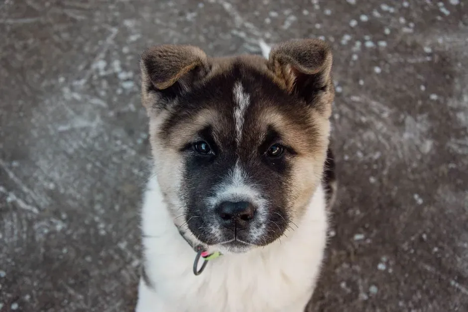 #3 &ndash; Akita Mixes and Other Loyal Crossbreeds (Image Credits: Pexels)