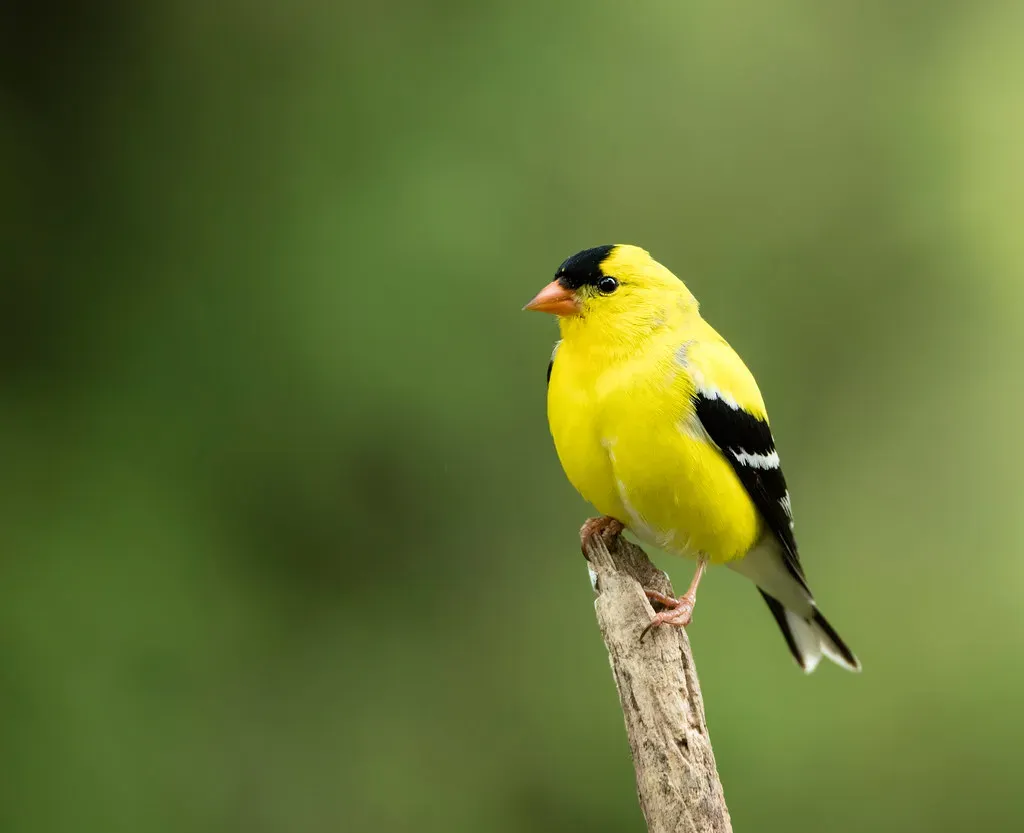8. American Goldfinch: The Little Burst of Sunshine (Image Credits: Flickr)