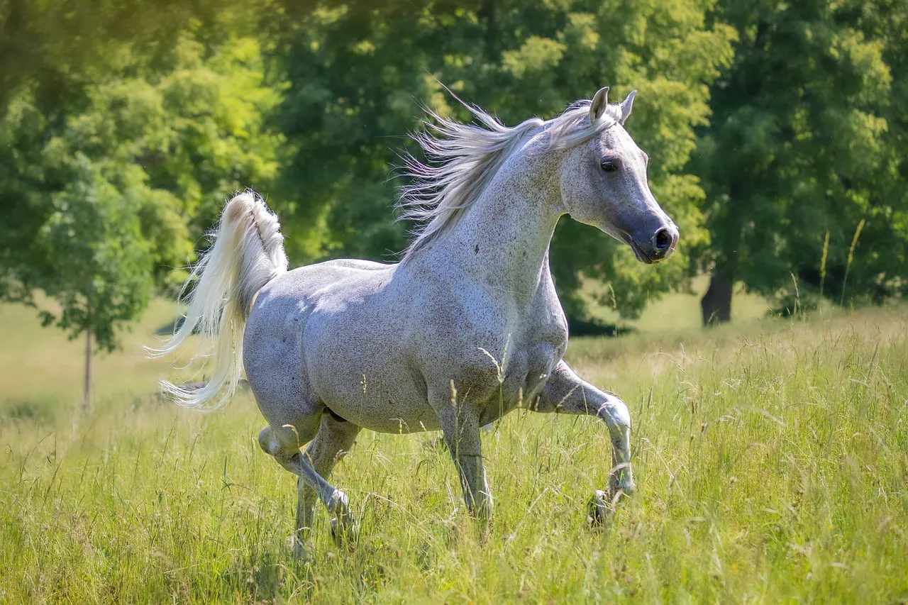 #20 - Arabians: The World's Oldest Breed Hides Some of Its Darkest Genetics (Image Credits: Pixabay)