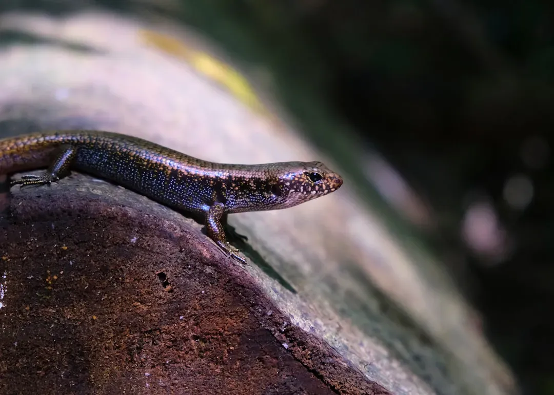 Newts (Image Credits: Unsplash)