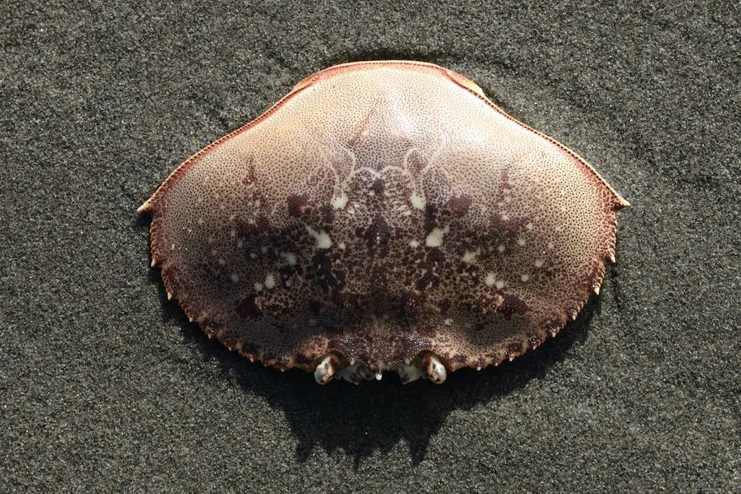 1. The Horseshoe Crab: Older Than Almost Everything (Image Credits: Unsplash)