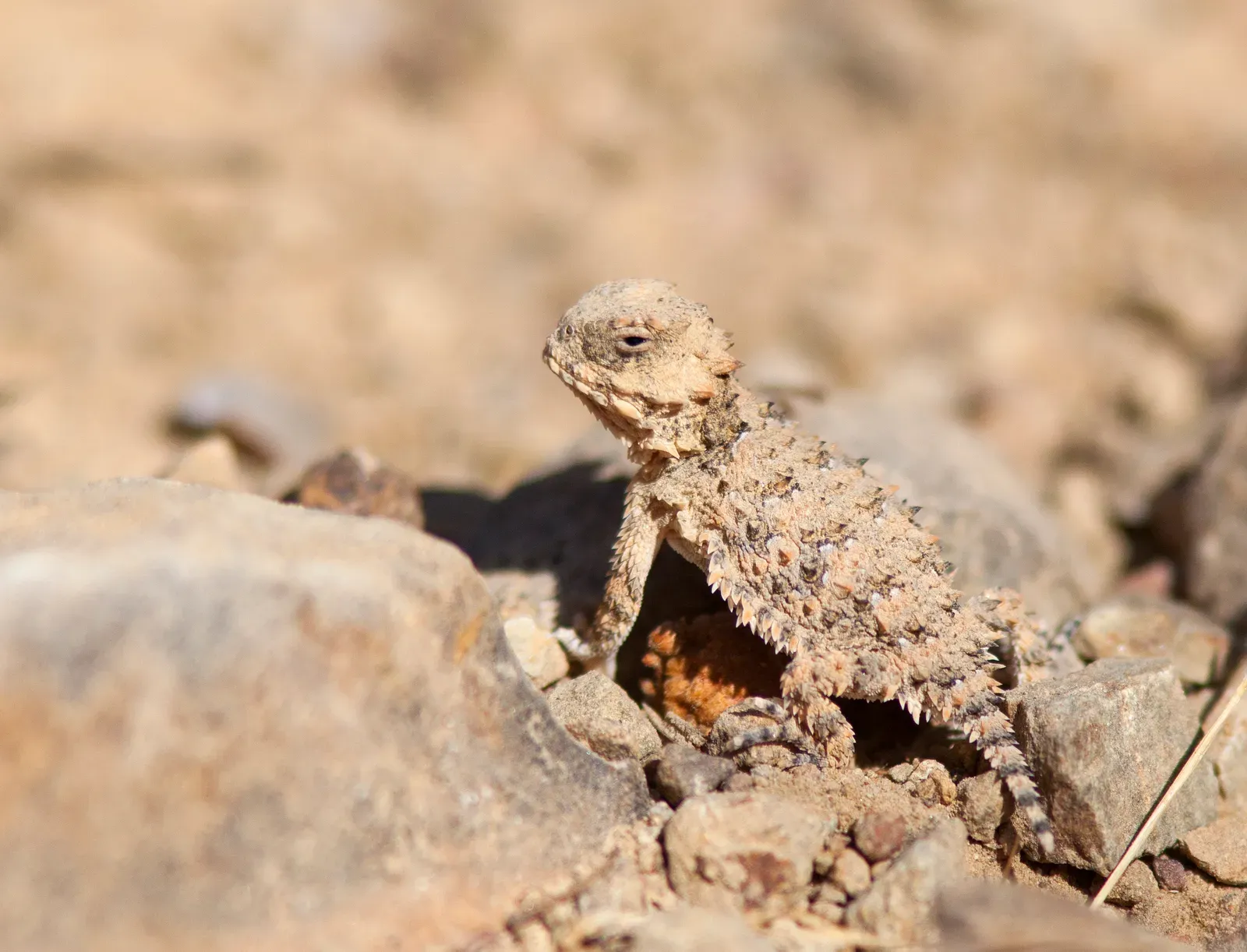 Horned Lizards Shoot Blood From Their Eyes as a Defense Weapon (Image Credits: Wikimedia)
