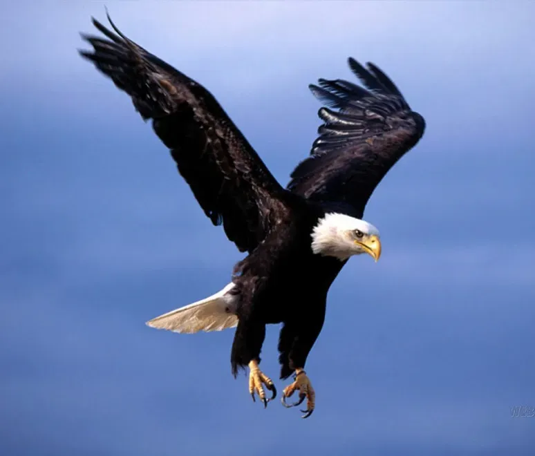 Conclusion: Which Eagle Soars Inside You? (Hawkoffire, Flickr, CC BY 2.0)