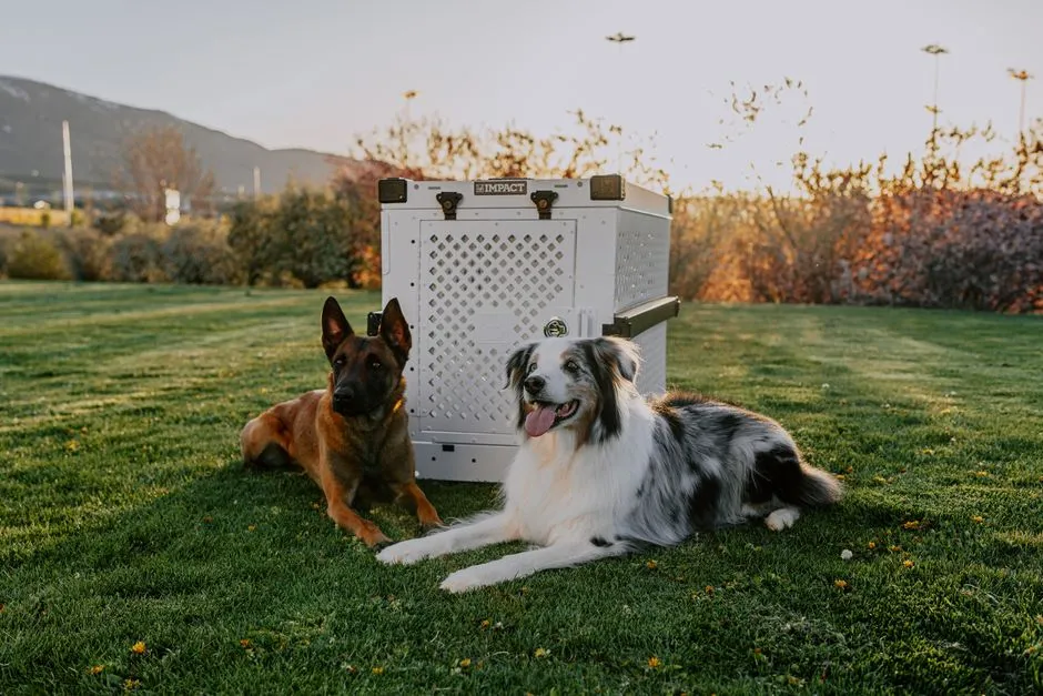 #7 - Not Crate Training "Because It Feels Mean" (Image Credits: Pexels)