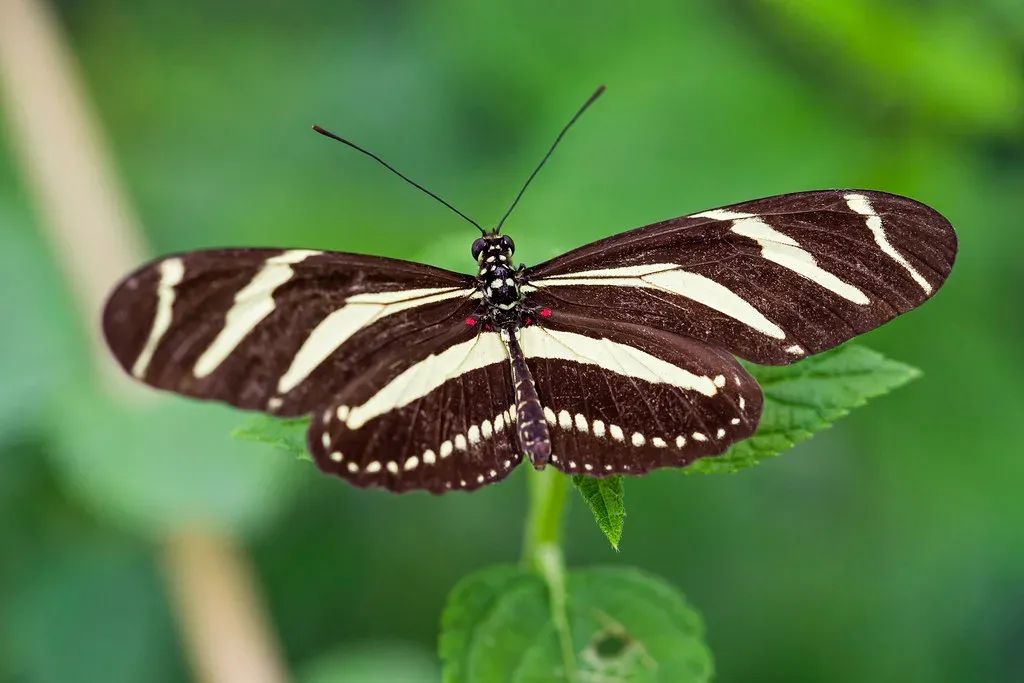 Zebra Longwing (Image Credits: Flickr)