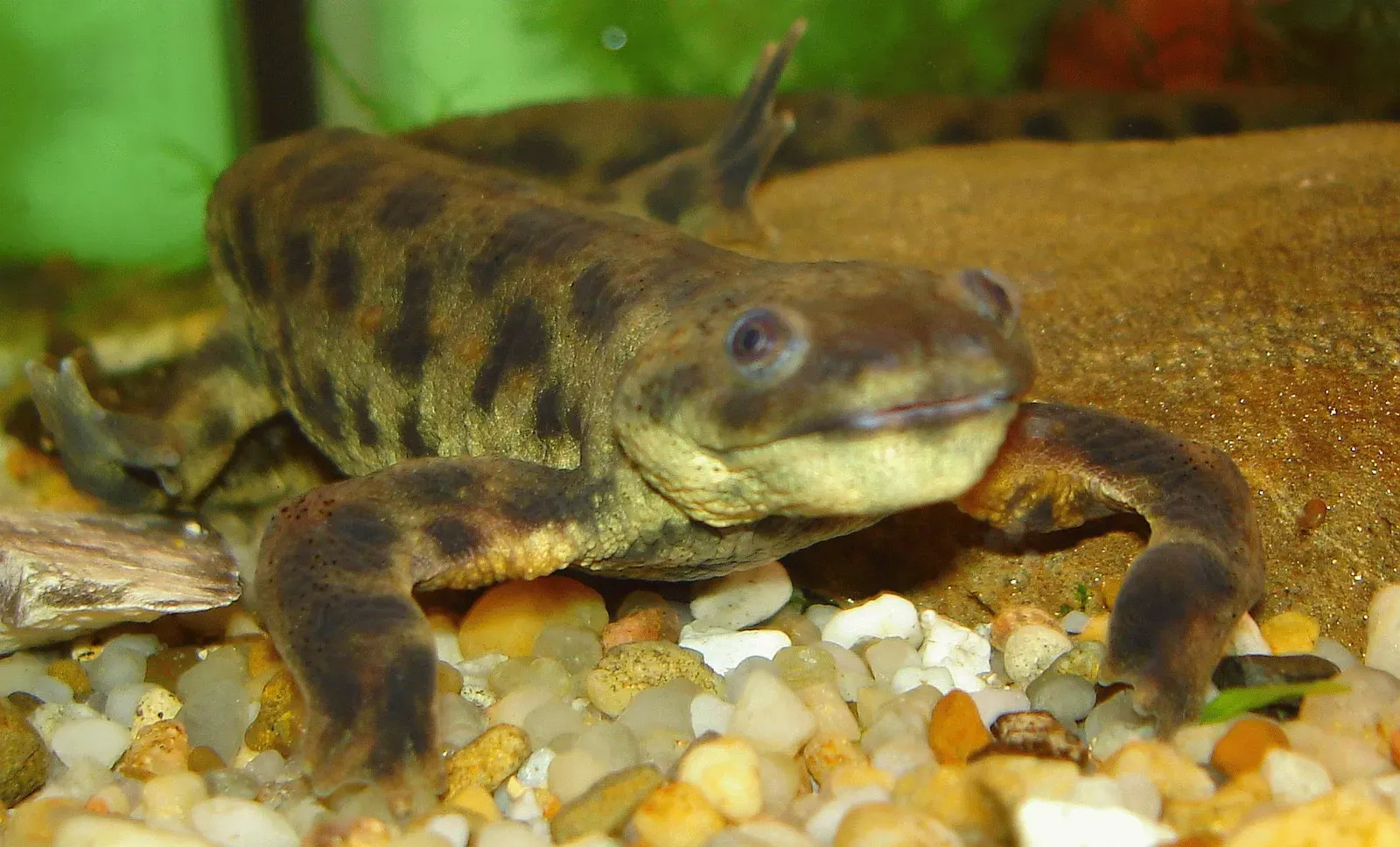 The Spanish Ribbed Newt That Weaponizes Its Own Skeleton (By User:Ark pl wiki, CC BY 3.0)