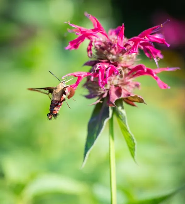 #11 - Agastache (Hummingbird Mint) vs. Double Dahlias (Petal Overload) (Image Credits: Pexels)