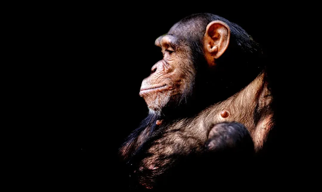 #3 – Chimpanzees: Primate Grief That Mirrors Our Own (Image Credits: Unsplash)