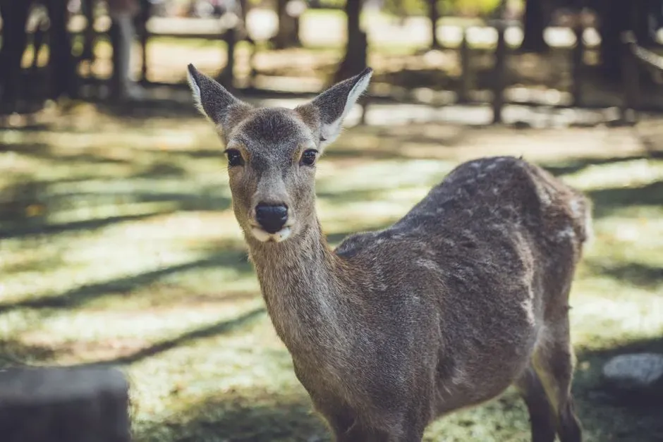 #11. Deer (Image Credits: Pexels)