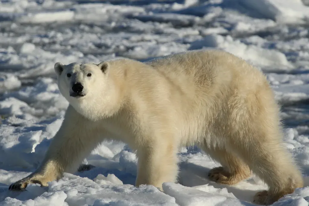 Polar Bears Are Technically Marine Mammals (Image Credits: Flickr)