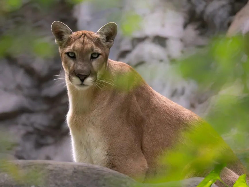 4. Famous urban lions prove the pattern isn't a fluke (Image Credits: Pexels)