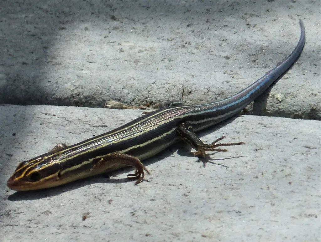 The Five-Lined Skink - The One With the Shocking Blue Tail (gailhampshire, Flickr, CC BY 2.0)