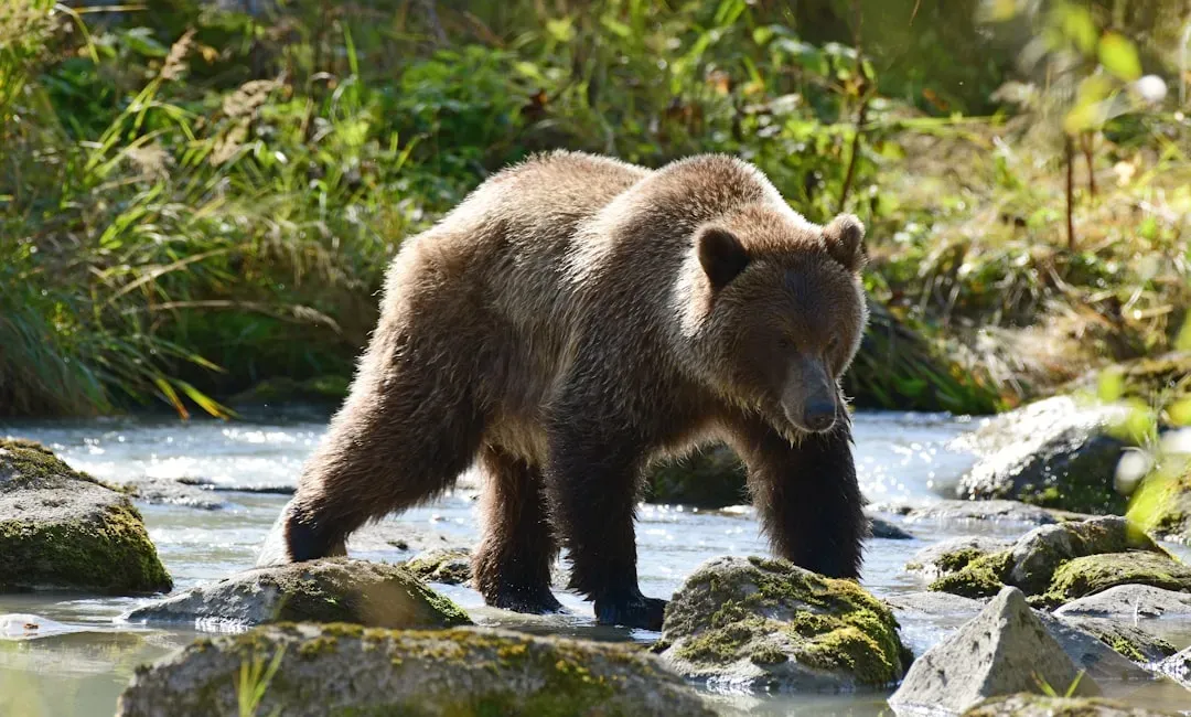 The Grizzly Bear (Image Credits: Unsplash)